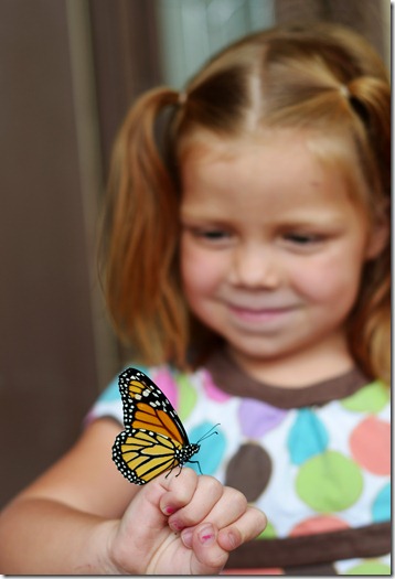 Butterfly4