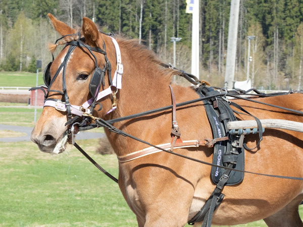 From foal to a racing trotter - preschool