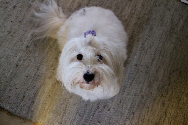 coton de tulear, bomuldshund, pixi