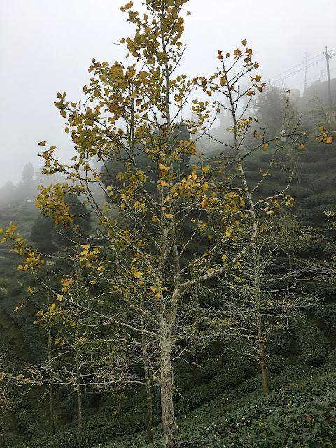 Gingko biloba forest in Nantou, Taiwan