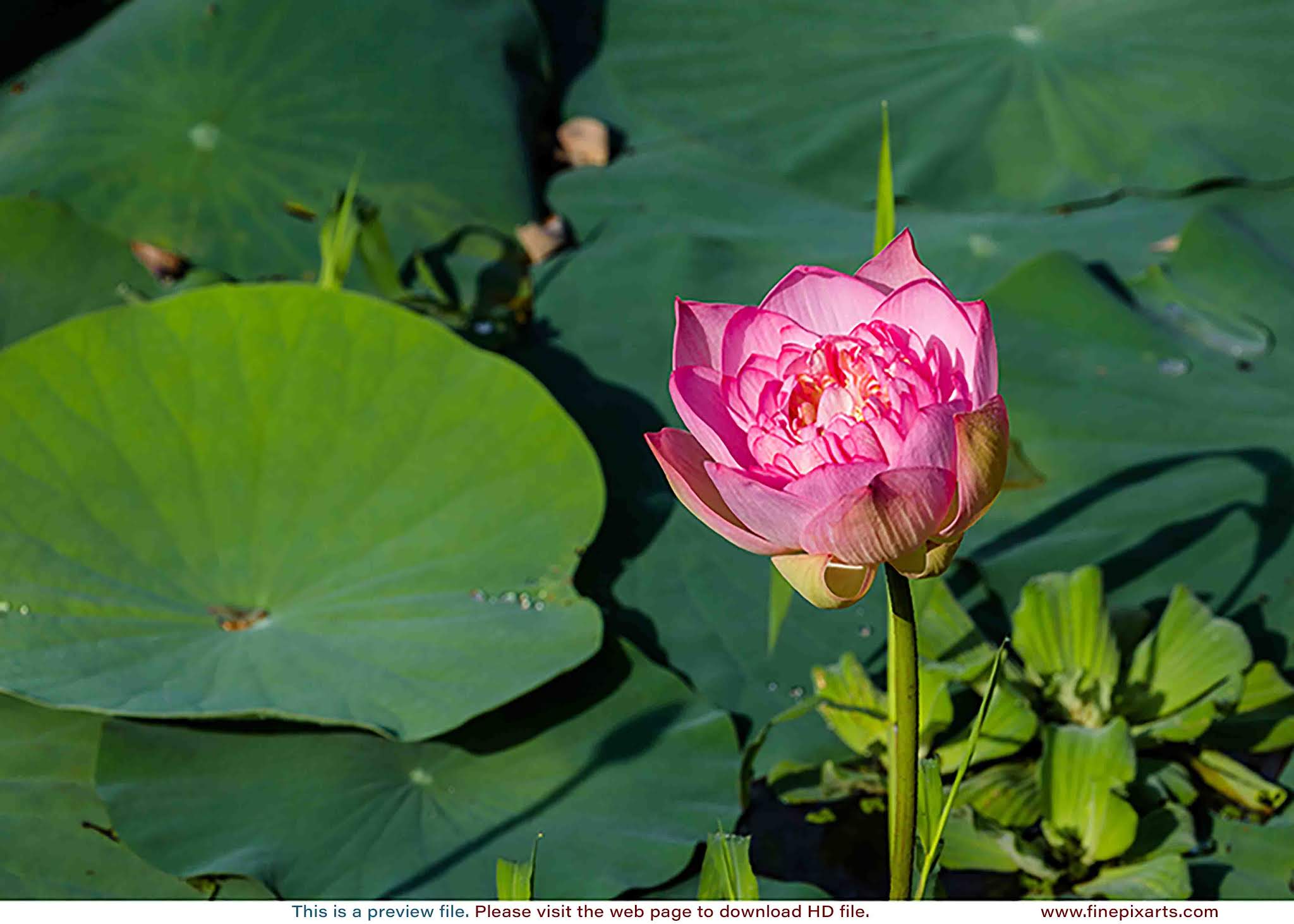 Lotus flower 00048