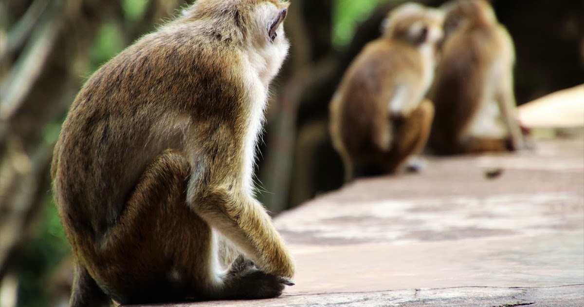 Viral Wajah Monyet  Mirip Seperti Manusia  Berada di Kebun 