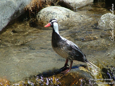 Pato de torrente Merganetta armata