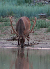 Same bull - zoomed in