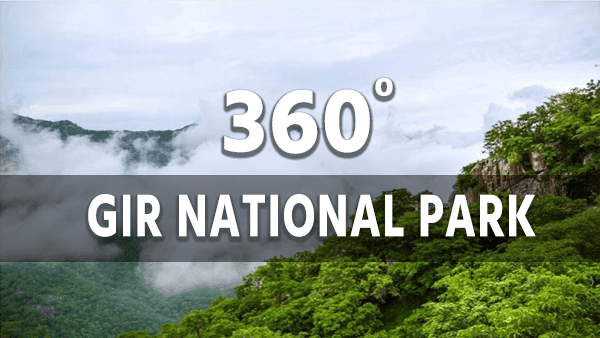 Gir National Park Video