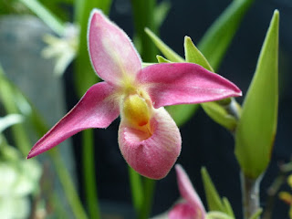 Phragmipedium Seymour Tower