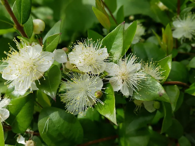 الآس Myrtus Communis