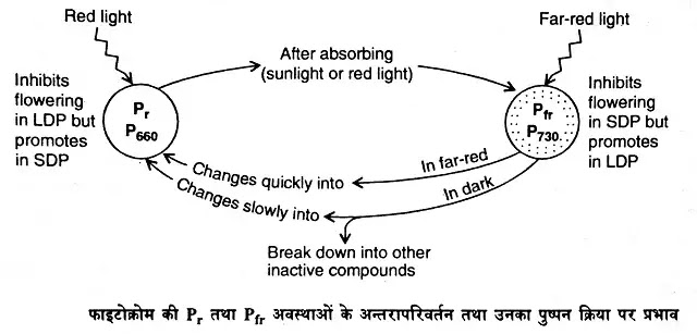 दीप्तिकालिता (Photoperiodism) : परिचय, प्रक्रिया, प्रकार|hindi