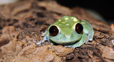 amphibians photos free 