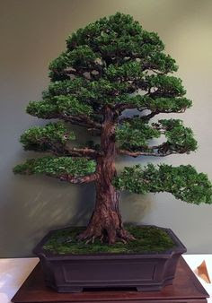 Model Pot Bonsai Yang Cantik