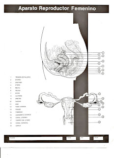 Aparato Reproductor Femenino para colorear