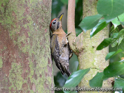 Laced Woodpecker (Picus vittatus)