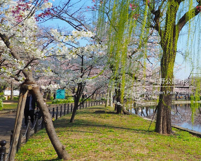 上野公園･不忍池の桜