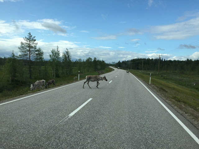 The Great Finnish Road Trip, Reindeer Finland, Reindeer in the road, Wild Reindeer Lapland