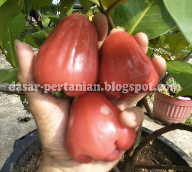 Tips Sederhana Agar Buah Jambu Madu Bisa Besar-Besar