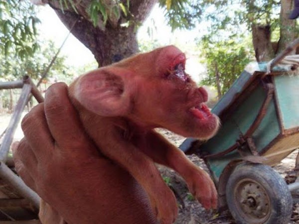  ¡Rareza del mundo animal! Nace cerdito con cara de mono (VIDEO)