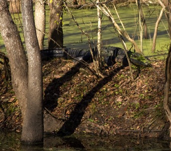 gator2
