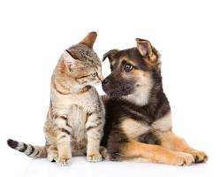 A dog and a cat look at each other.