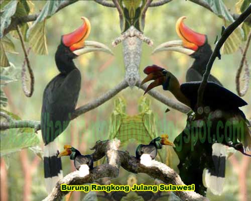 Aneka Burung Langka  Yang Ada di  Pulau Sulawesi  part 2 