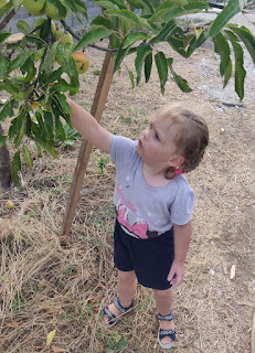 Rosie helps pick apples
