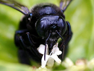 Carpenter bee