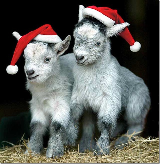 christmas_african_goat_kids_crealy_adventure_park_exeter_england