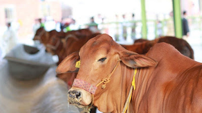 Panduan Praktis Penyembelihan Halal Hewan Kurban