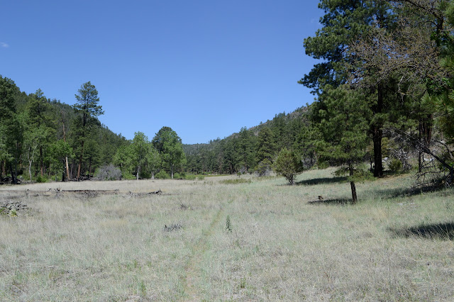 thin dirt line in grass