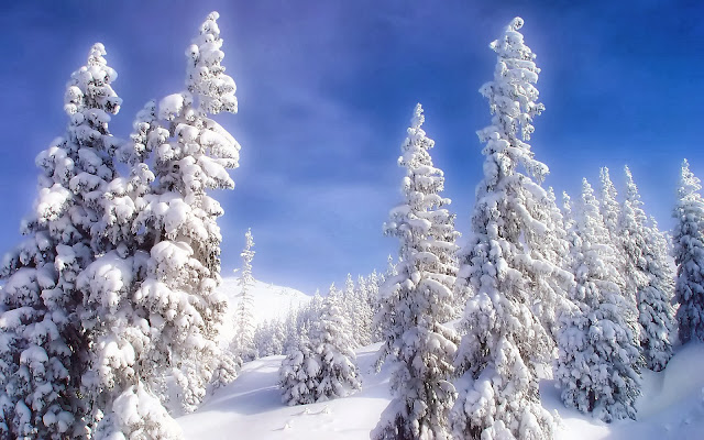 Happy Winter season.HD Wallpapers.trees