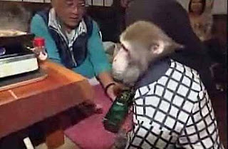 Manic Monkey Waiters in Japan