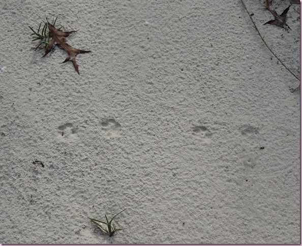 raccoontracksIMG_2064
