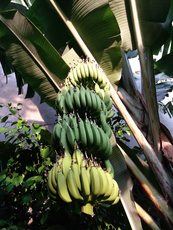 bibit pohon pisang raja bulu langsung kirim Sabang