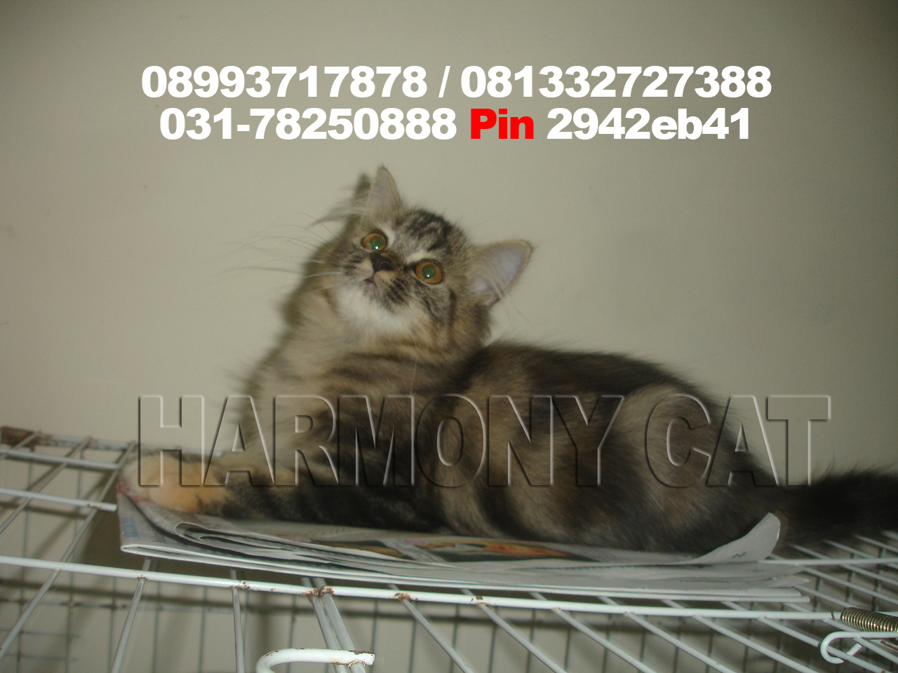 Hamster Dan Kucing Persia Murah Surabaya: KUCING ANGGORA 