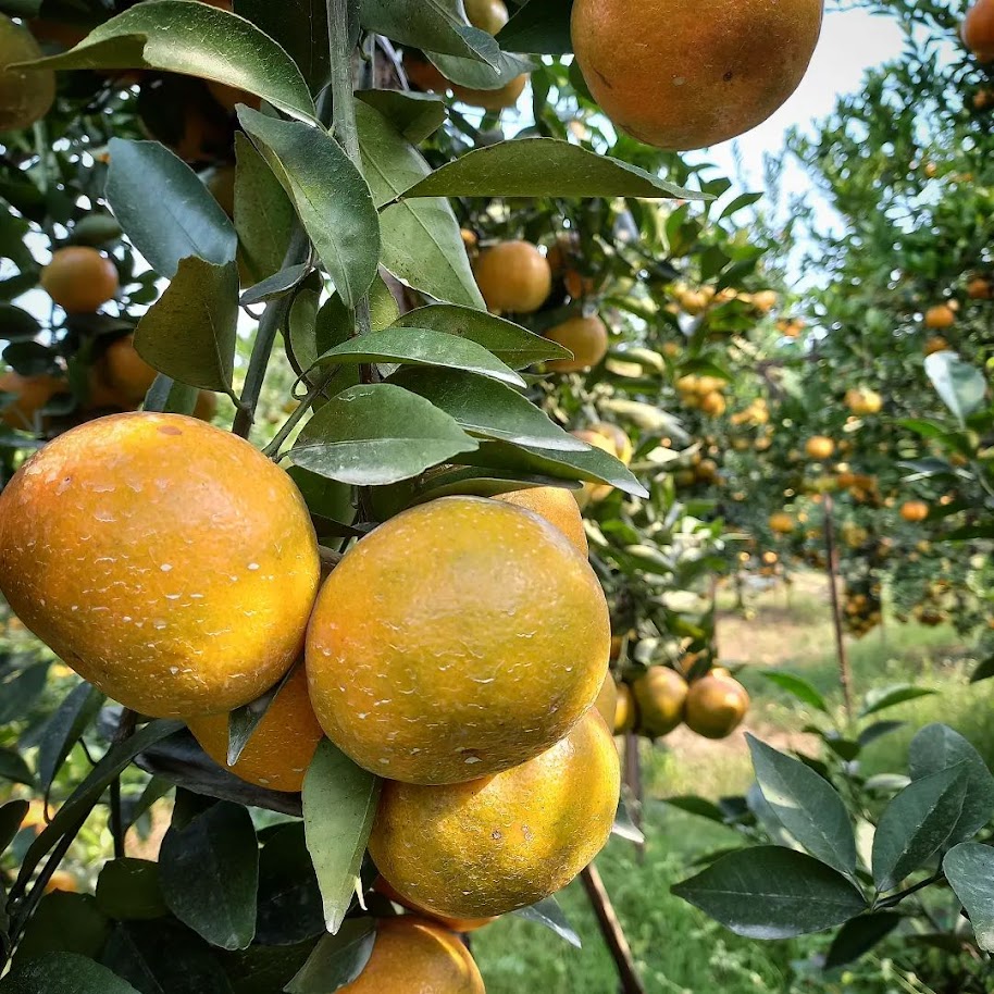 bibit tanaman buah jeruk siam madu yang cepat berbuah cimahi Riau