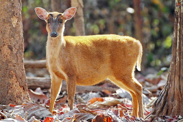 Muntjac deer