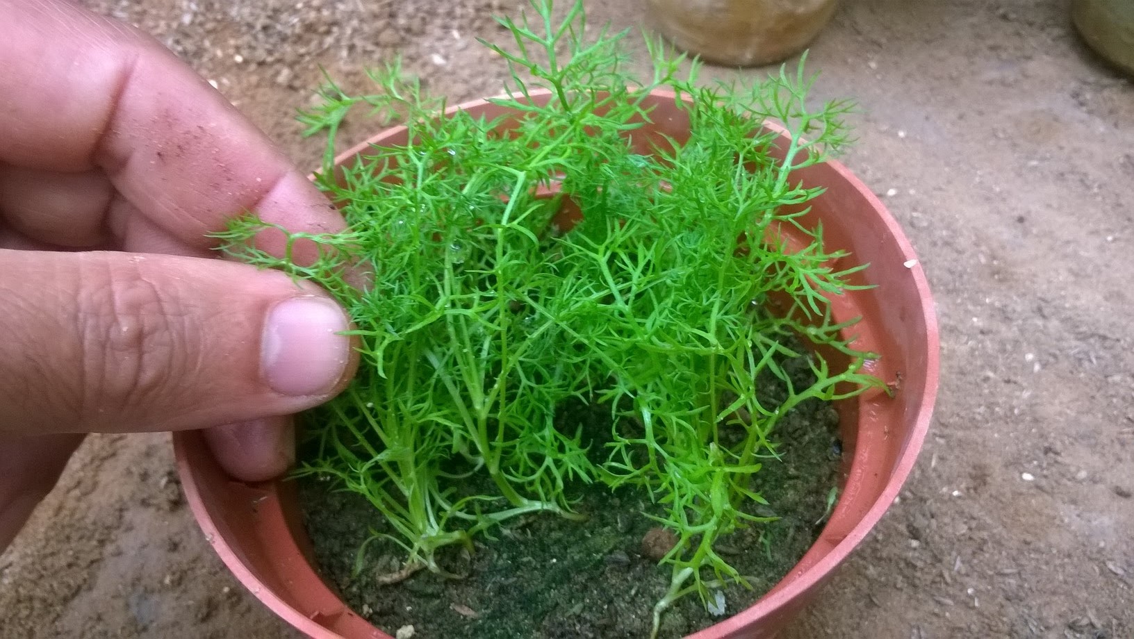 Keep them moist, and transplant  the seedlings when they are large enough to handle into 7.5-10cm (3-4in) pots. Chamomile seedlings should be kept in a sunny spot until its time to transplant them.