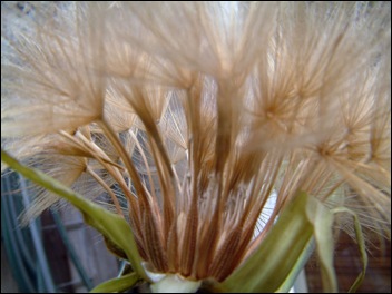 Afbeelding 195