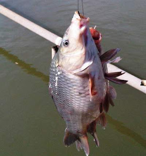  Ikan Mas yaitu jenis ikan air tawar kendati kadangkala juga ditemukan di air payau Umpan Mancing Ikan Mas Harian Jitu