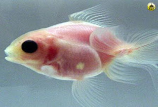 Ikan tembus pandang.., Karya genetika orang Jepang....!!!