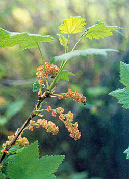 Смородина широколистная (Ribes latifolium)