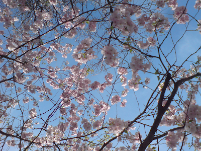 frühlingsblüten