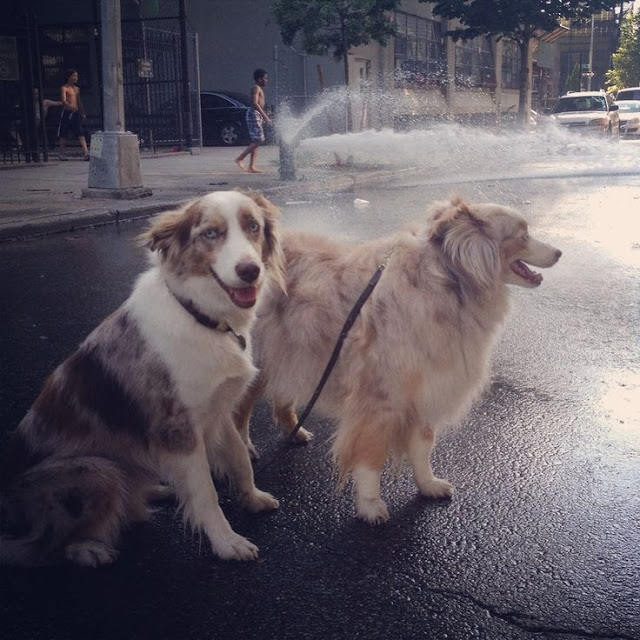 Cute Aussie dogs.