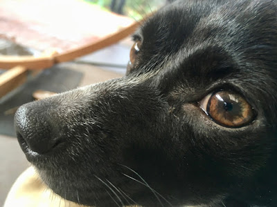 Photo of the face of a black chihuahua X Shih tzu