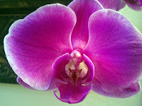 Blue Orchid