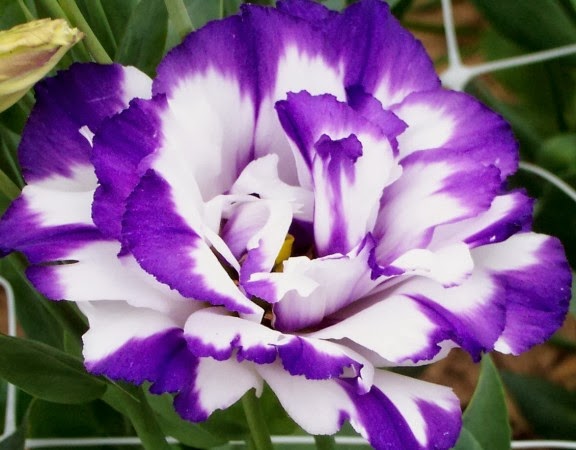 lisianthus lisianthus flower lisianthus flower meanings lisianthus ...