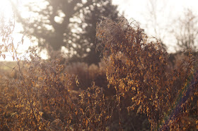 Photographs of weeds in December