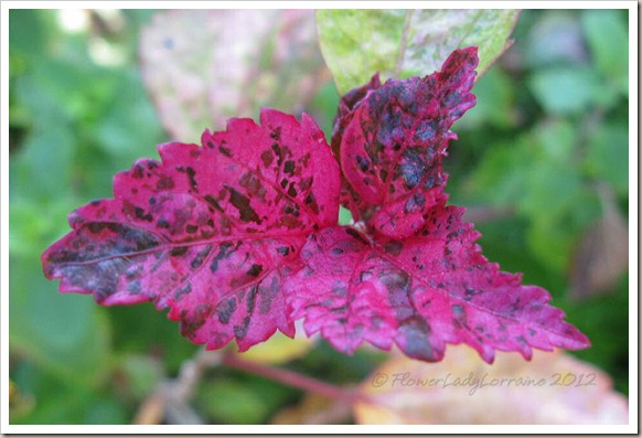 11-26-roseflake-hib