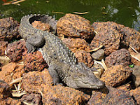 Mugger crocodile