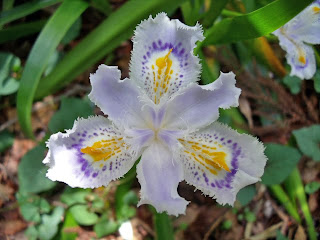 Iris Japonica