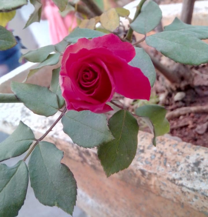 Rose flower 2